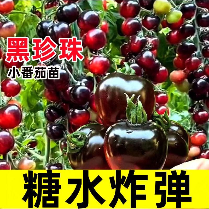 番茄苗樱桃小番茄秧苗圣女果幼苗四季阳台盆栽水果西红柿苗