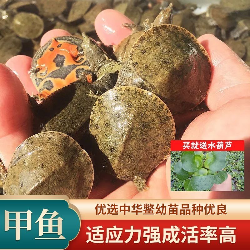 中华鳖苗活物100只水鱼苗王八团鱼苗生态中华鳖活体外塘养殖,水产肉类/新鲜蔬果/熟食,甲鱼,淘宝优惠券,粉丝福利购,淘宝优惠卷