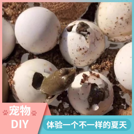 甲鱼受精蛋孵化蛋活体宠物鲜活甲鱼蛋可孵化活宠