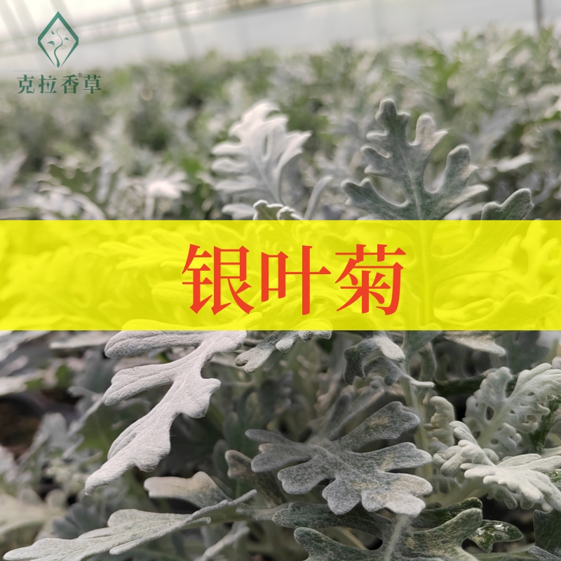 银叶菊庭院阳台观赏克拉香草