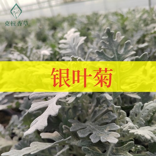 银叶菊庭院阳台观赏克拉香草