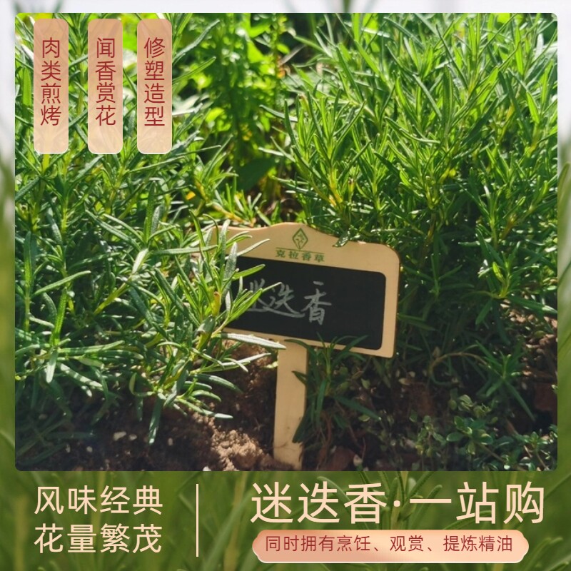 迷迭香盆栽可食用煎牛排香草绿植净化空气源头基地原土发