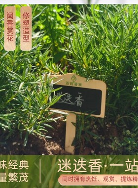 迷迭香盆栽煎牛排源头基地原土发