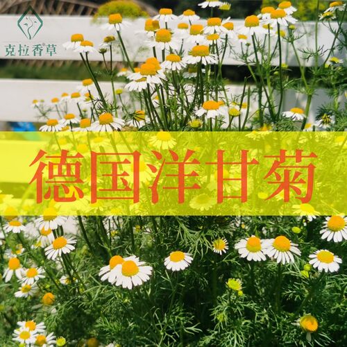 德国洋甘菊芳香可食用阳台好看
