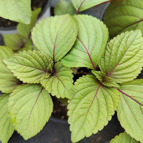 克拉香草紫苏盆栽可食用