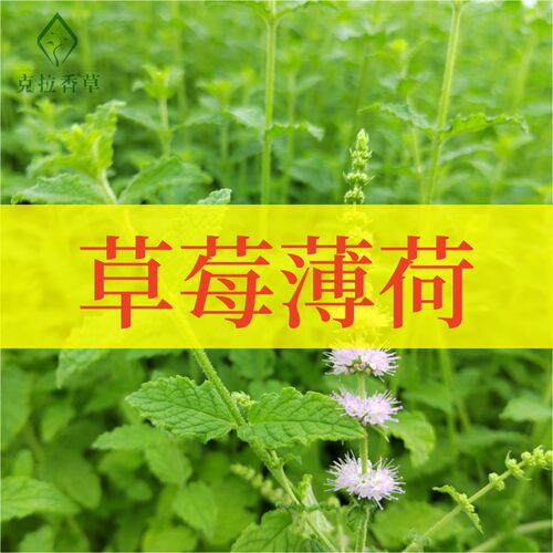草莓薄荷盆栽阳台庭院沙拉泡水