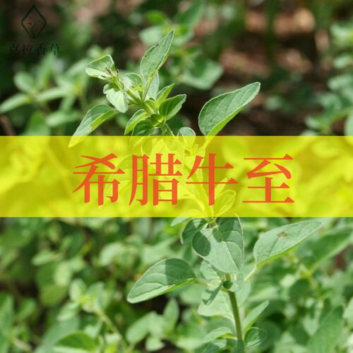 希腊牛至披萨草阳台盆栽食用