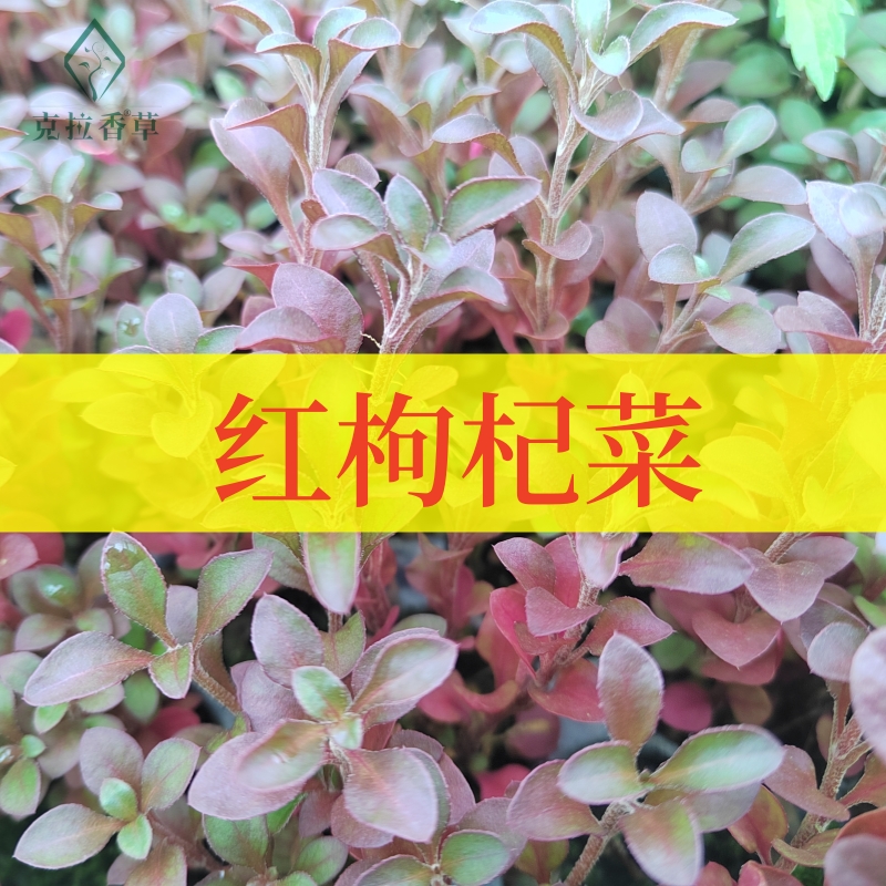 克拉香草养生红枸杞阳台盆栽