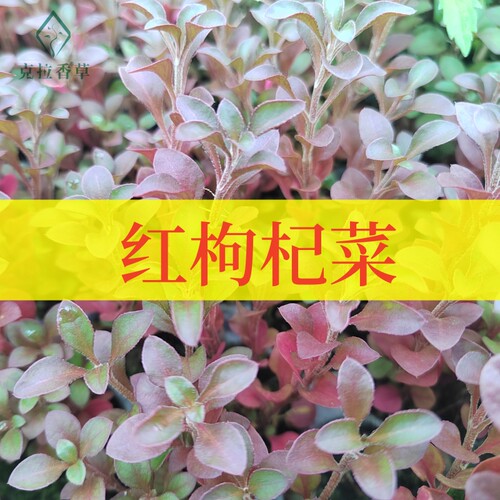 克拉香草养生红枸杞阳台盆栽