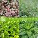 多种食用养生蔬菜小苗红枸杞菜养心草降糖草琉璃苣生菜羽衣甘蓝