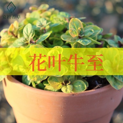 花叶牛至阳台花园观赏好养