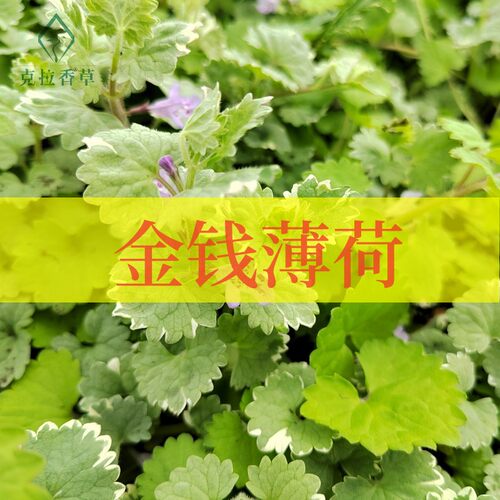 金钱薄荷垂吊爬藤阳台花园观赏