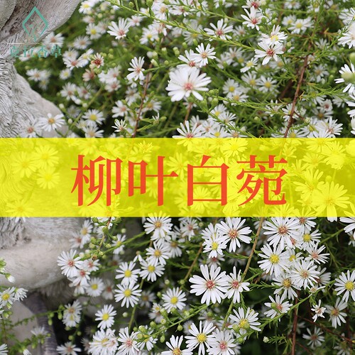 克拉香草柳叶白菀花园秋季切花