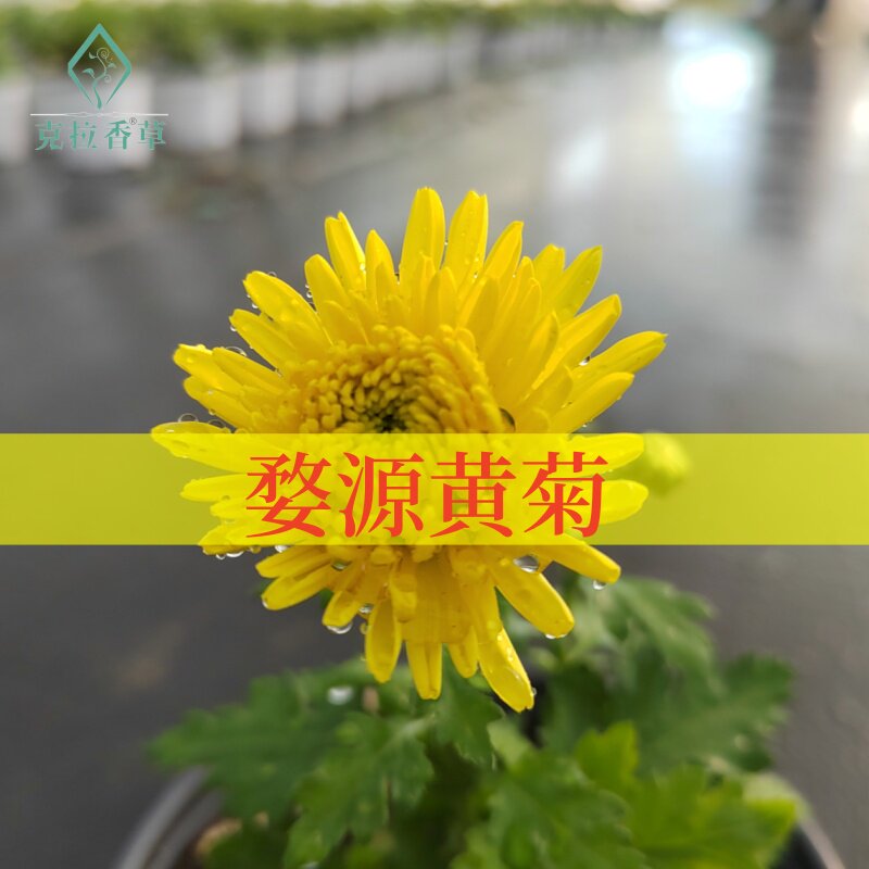 婺源黄菊可食用多年生香草植物盆栽克拉香草泡水煮茶清火提神