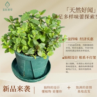 一盆四味食用薄荷盆栽新款组合高性价比轻松好养精选独特隔根设计