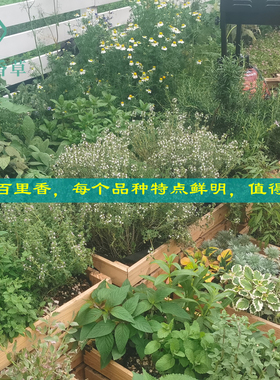 11种百里香盆栽金边柠檬桃花杰克法国英国匍匐阔叶山谷晨光斑叶