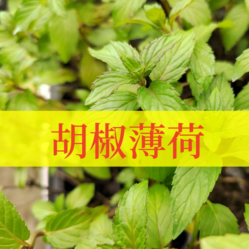 胡椒薄荷炒鸡蛋推荐让养花更有趣图片