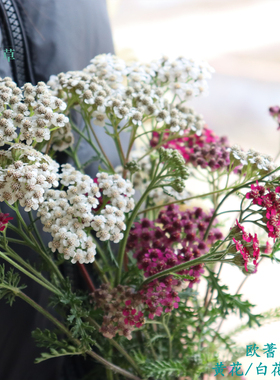 西洋蓍草三种花色克拉香草欧蓍草 红花 黄花  白色食用 观赏 花境