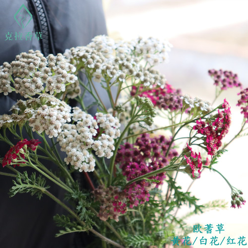 欧蓍草三种花色非常耐寒好养好看