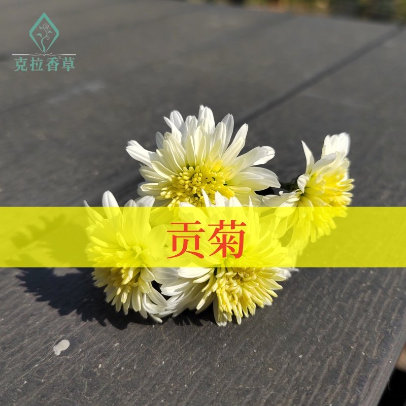 贡菊可食用多年生香草植物盆栽克拉香草新鲜泡水煮茶清火明目