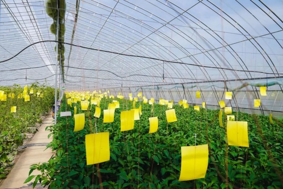 黄色粘虫板小狗形五叶形火苗形