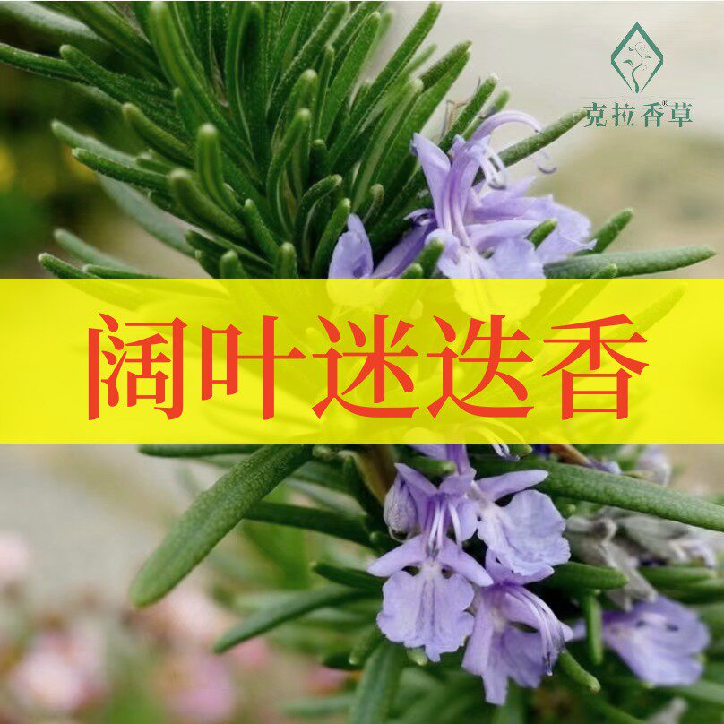 阔叶迷迭香阳台庭院食用观赏芳香