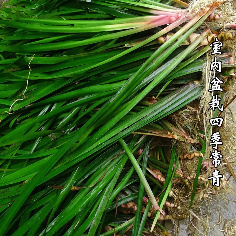 山奈盆栽随手香五香草新鲜三奈调味香料去腥除味茴香草菖蒲