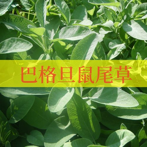 巴格旦鼠尾草阳台食用好养盆栽