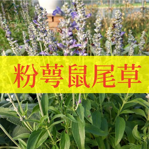 粉萼鼠尾草阳台庭院观赏切花