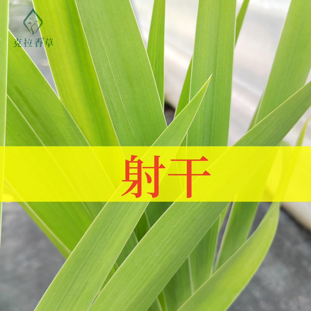射干 可食用 多年生 中草药材苗花卉植物 盆栽克拉香草推荐