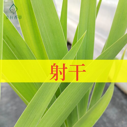 射干中草药新鲜盆栽可食用