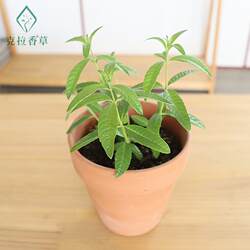 柠檬马鞭草橙香木可食用盆栽泡茶西餐香料阳台庭院克拉香草推荐
