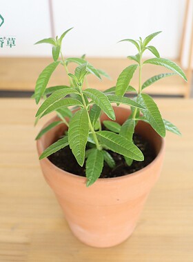 柠檬马鞭草橙香木可食用盆栽泡茶西餐香料阳台庭院克拉香草推荐