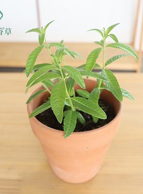 柠檬马鞭草阳台食用盆栽