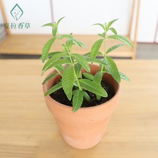 柠檬马鞭草橙香木可食用盆栽泡茶西餐香料阳台庭院克拉香草推荐