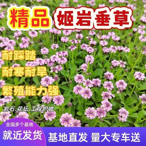 克拉香多年生春夏秋宿根好养草坪