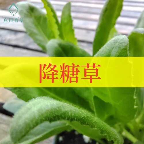 降糖草可食用多年生香草植物盆栽克拉香草明月草阳台庭院好养