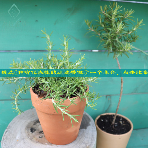 多品种迷迭香户外阳台花园煎牛排