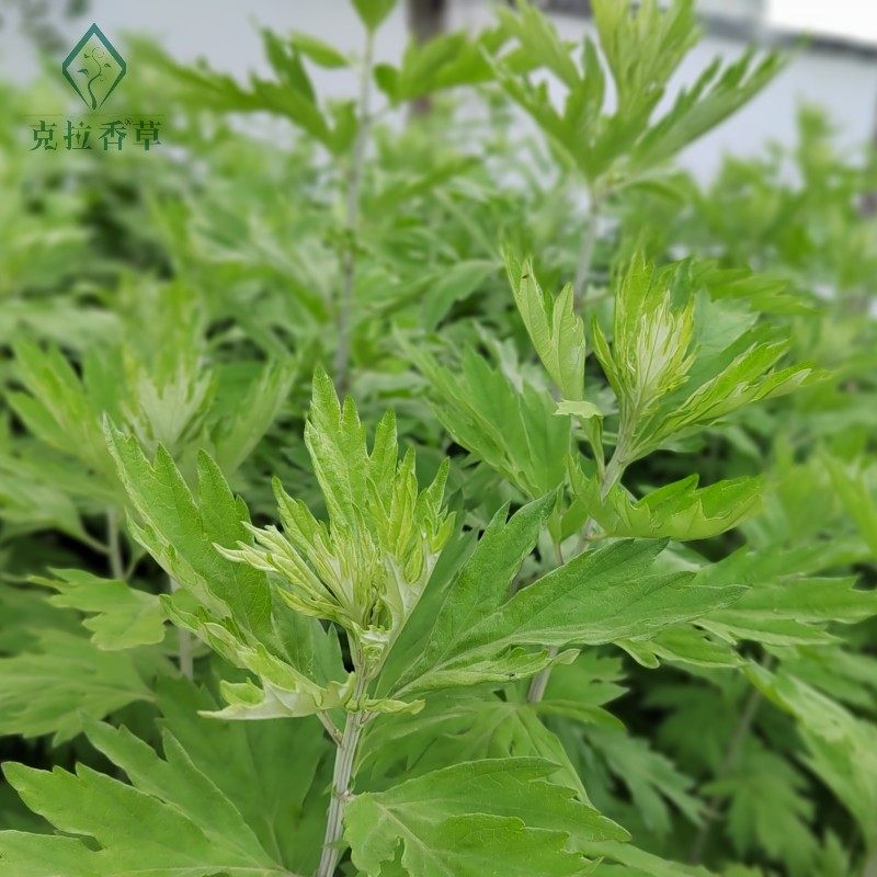 艾草可食用多年生香草植物盆栽克拉香草做青团泡水泡脚驱寒