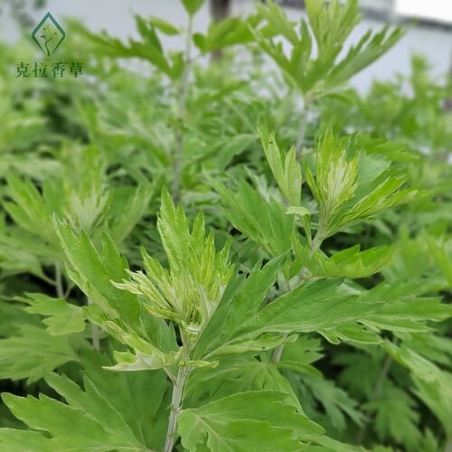 艾草盆栽可食用阳台花园好养