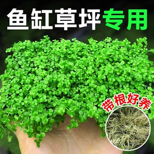 爬地矮珍珠水草日本趴地高珍珠草植物生态鱼缸造景草坪专用净水草