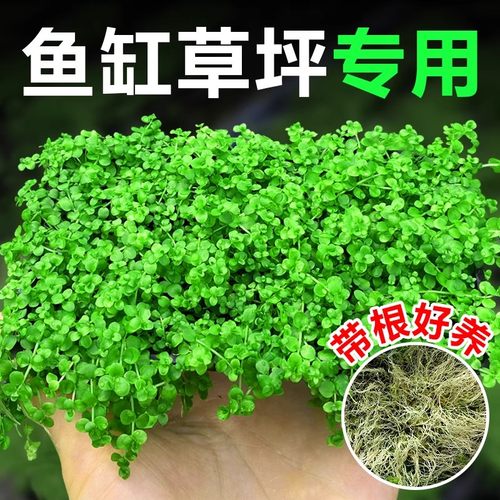爬地矮珍珠水草日本趴地高珍珠草植物生态鱼缸造景草坪专用净水草