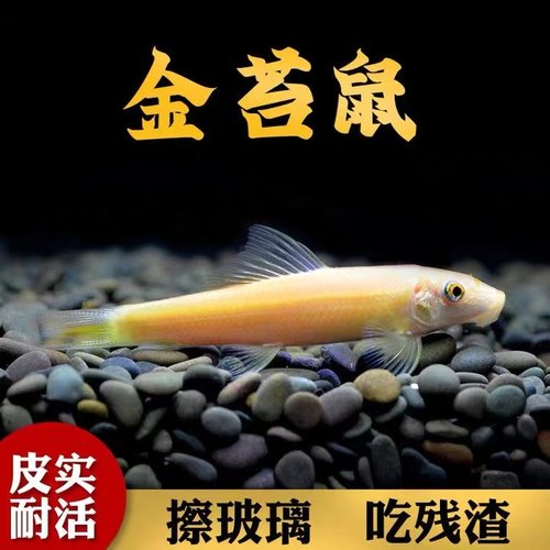 金苔鼠鱼活体清道夫鼠鱼淡水清洁