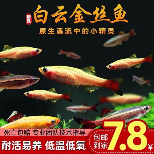 冷水鱼白云金丝鱼观赏鱼活体