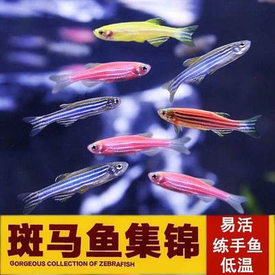 心愿部落耐养淡水鲜艳活泼