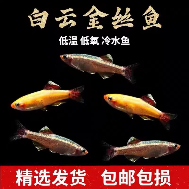 冷水鱼白云金丝鱼观赏鱼活体