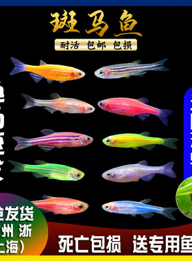 绿翡翠吃蚊子长不大100条幼虫