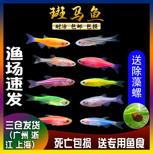 鱼100条 绿翡翠红斑马鱼 吃蚊子幼虫 不容易死长不大 不用氧气养