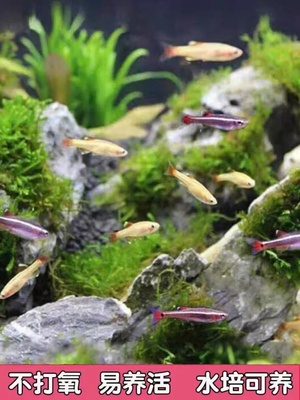 冷水鱼白云金丝鱼观赏鱼活体