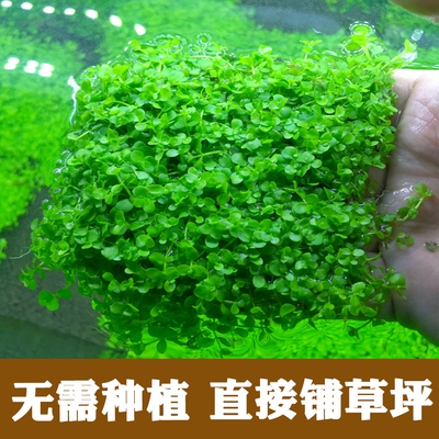 迷你矮珍珠盒装8x15cm鱼缸造景水草前景草草缸活体真植物套餐真草